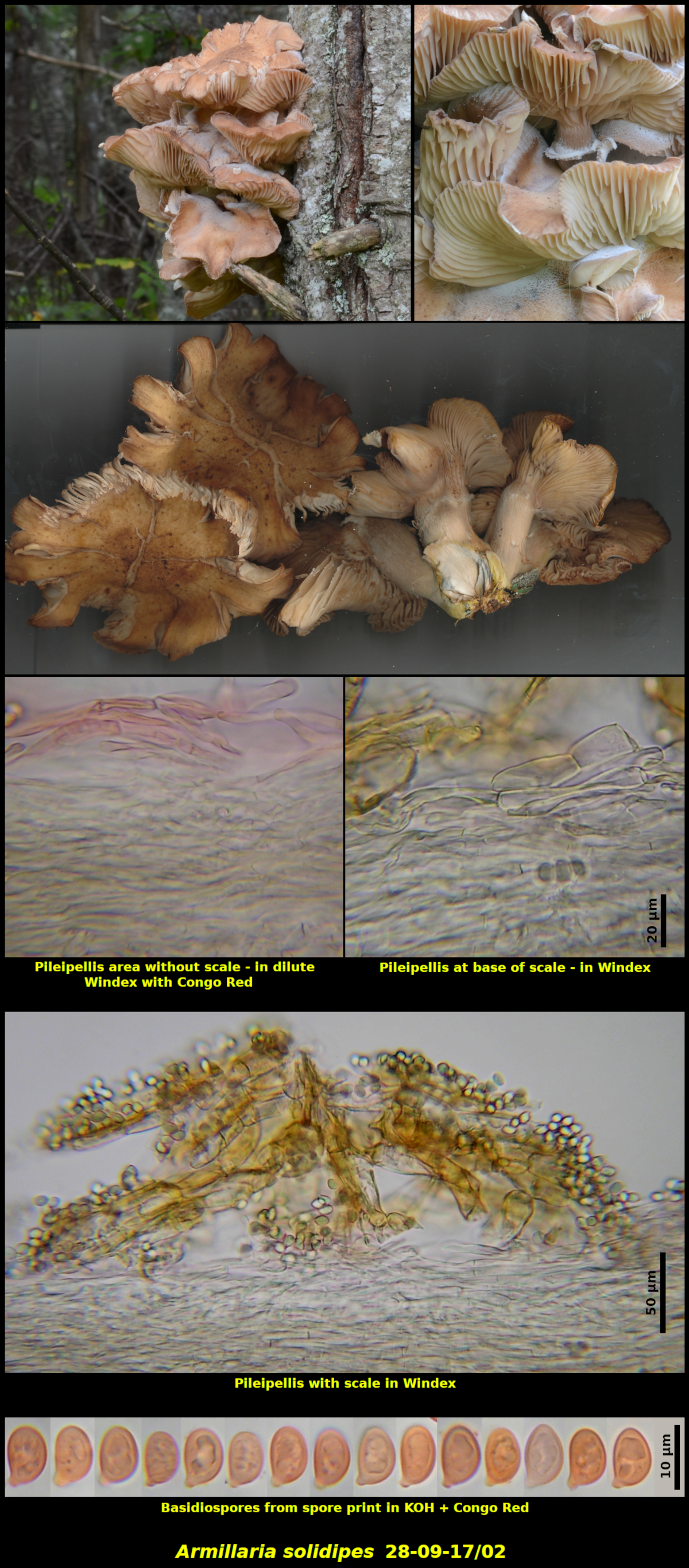 Picture of <i>Armillaria solidipes28-09-17/02</i>